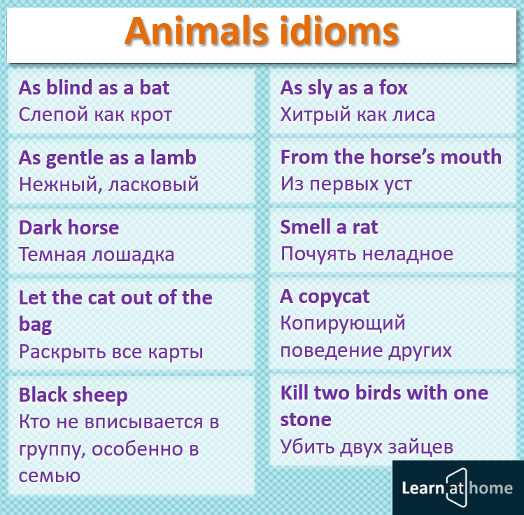 Идиомы о животных на английском языке