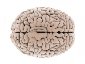 мозг - brain
